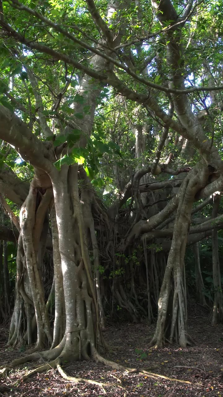 🏛️ 옛 숭원사 첫째 문 및 돌담 (구 소겐지 다이이치몬 오요비 세키쇼) 이미지 4
